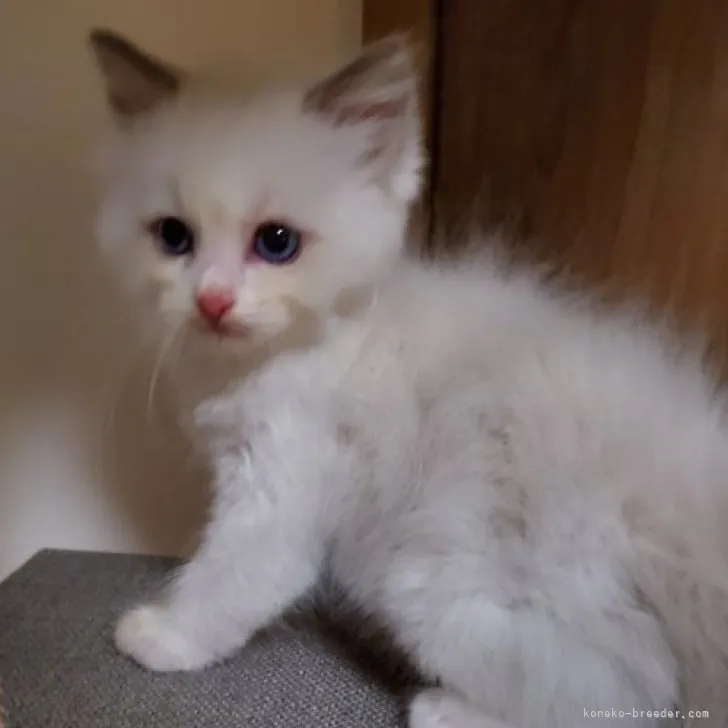 ID:2308-00751の子猫