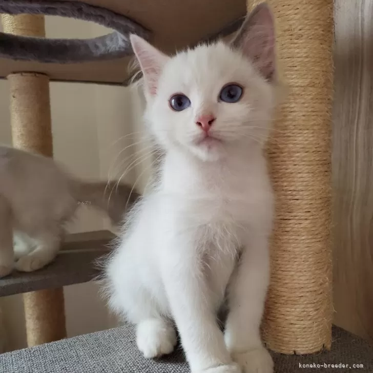 ID:2410-01860の子猫