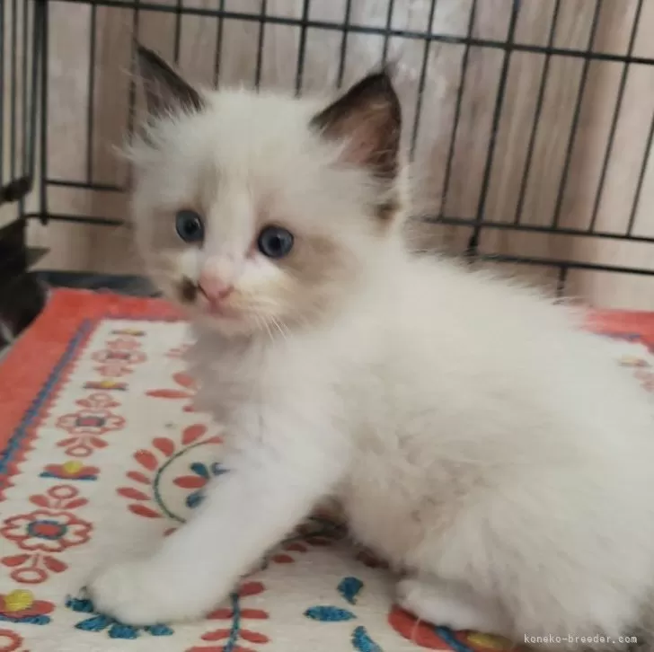 ID：2407-00112の子猫