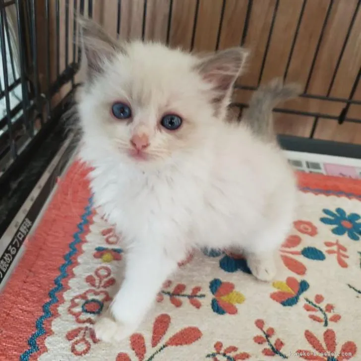 ID:2208-00868の子猫