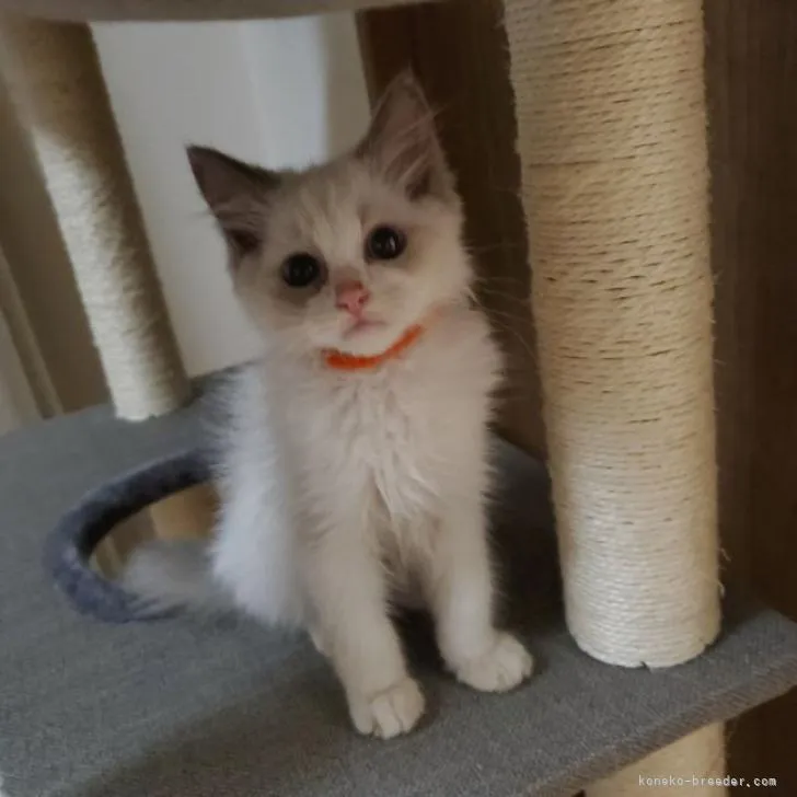 ID：2207-00388の子猫