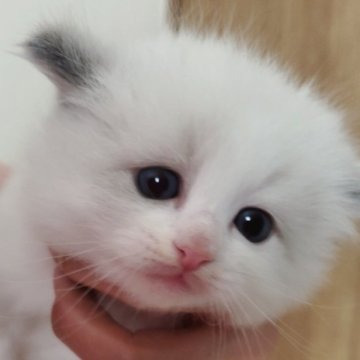 ラグドール【千葉県・男の子・2024年3月3日・ブルーポイントバイカラー（ふわふわ）】の写真「と～っても人懐こい可愛いお顔の男の子です🐱🥰」