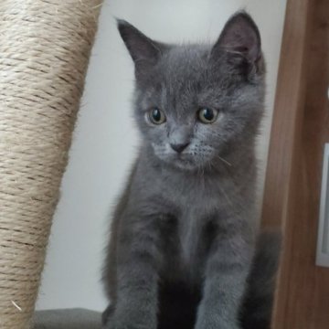 ブリティッシュショートヘア【千葉県・女の子・2023年8月13日・ショートヘアです（ブルー）】の写真「おとなしめのブリティッシュショートヘア🥰」
