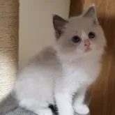 ラグドール【千葉県・男の子・2023年3月31日・ブルーポイントバイカラー】の写真1「5月26日撮影 ふわふわな毛並み」