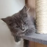 ラグドール✖️ブリティッシュショートヘア【千葉県・女の子・2024年8月21日・ブルー&ホワイト】の写真1「やや長めの毛並みです。」