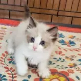 ラグドール【千葉県・男の子・2024年3月12日・シールポイントバイカラー】の写真1「めちゃくちゃ、甘えん坊さんの男の子👦お目めぱっちり👁️👁️ハンサムボーイ✨✨」