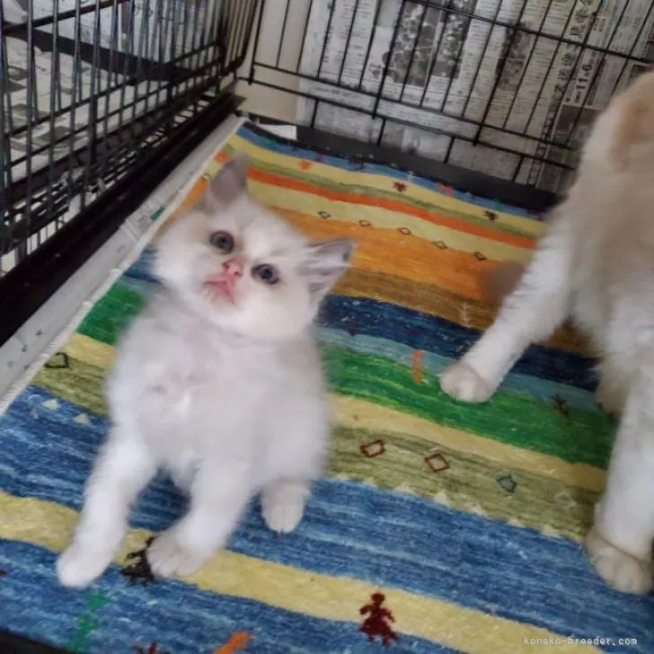 ID：2211-02880の子猫