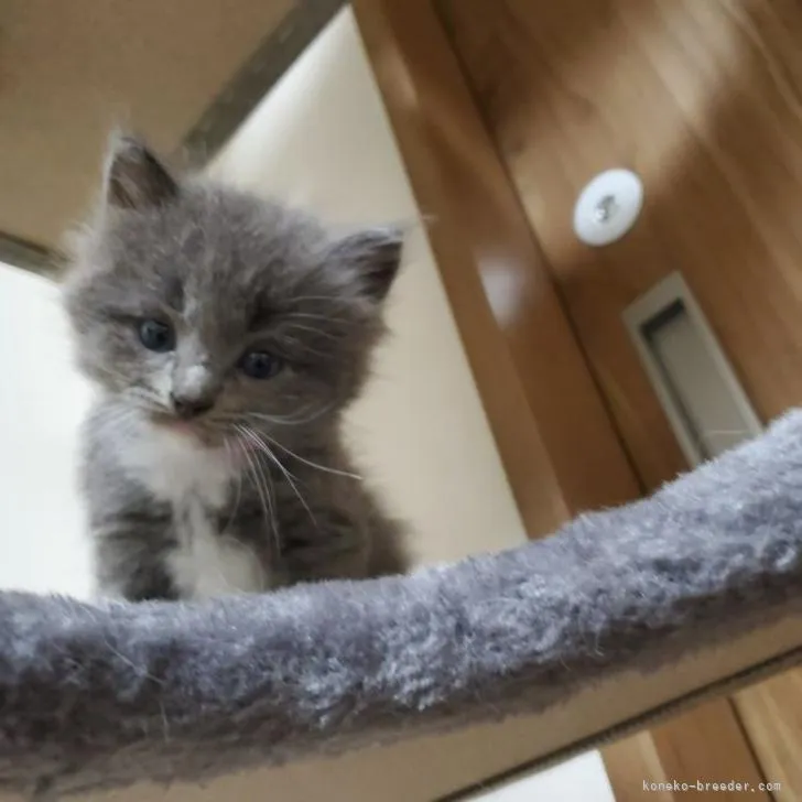 ID：2210-00217の子猫