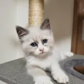 ラグドール【千葉県・女の子・2023年7月8日・シールポイントバイカラー】の写真2「８月27日撮影」