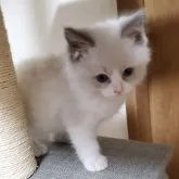 ラグドール【千葉県・男の子・2023年3月31日・ブルーポイントバイカラー】の写真2「とっても人懐こいです＼(^o^)／」