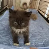 母親ラグドール。 父親ブリティッシュショートヘア。【千葉県・男の子・2022年5月30日・ブラック&ホワイト】の写真2