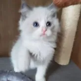 ラグドール【千葉県・男の子・2023年3月31日・ブルーポイントバイカラー】の写真3