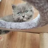 母親ブリティッシュショートヘア、父親ラグドール。【千葉県・男の子・2022年6月17日・ブルー&ホワイト】の写真3