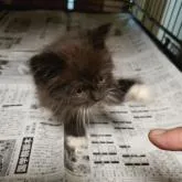 母親ラグドール。 父親ブリティッシュショートヘア。【千葉県・男の子・2022年5月30日・ブラック&ホワイト】の写真3