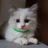 ラグドール【千葉県・女の子・2023年7月12日・シールポイントバイカラー】の写真4