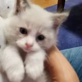 ラグドール【千葉県・男の子・2023年3月31日・ブルーポイントバイカラー】の写真4