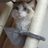 母親ブリティッシュショートヘア、父親ラグドール。【千葉県・男の子・2022年6月17日・ブルー&ホワイト】の写真4「父親ラグドール♂」