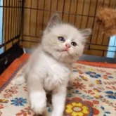 ラグドール【千葉県・女の子・2023年7月8日・シールポイントバイカラー】の写真4