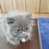 母親ブリティッシュショートヘア、父親ラグドール。【千葉県・男の子・2022年6月17日・ブルー&ホワイト】の写真5