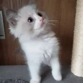 ラグドール【千葉県・男の子・2023年3月31日・ブルーポイントバイカラー】の写真5