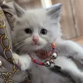 ラグドール【千葉県・女の子・2025年9月19日・ブルーポイント バイカラー】の写真12