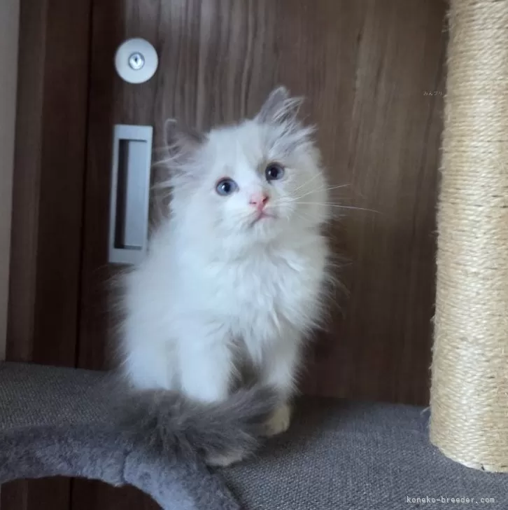 ID:2508-00275の子猫