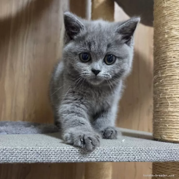 C.A 様のお迎えした子猫