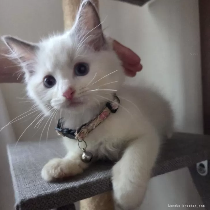 ぽが 様のお迎えした子猫