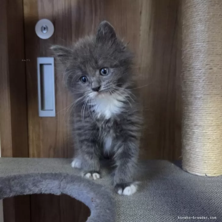ID:2505-01245の子猫
