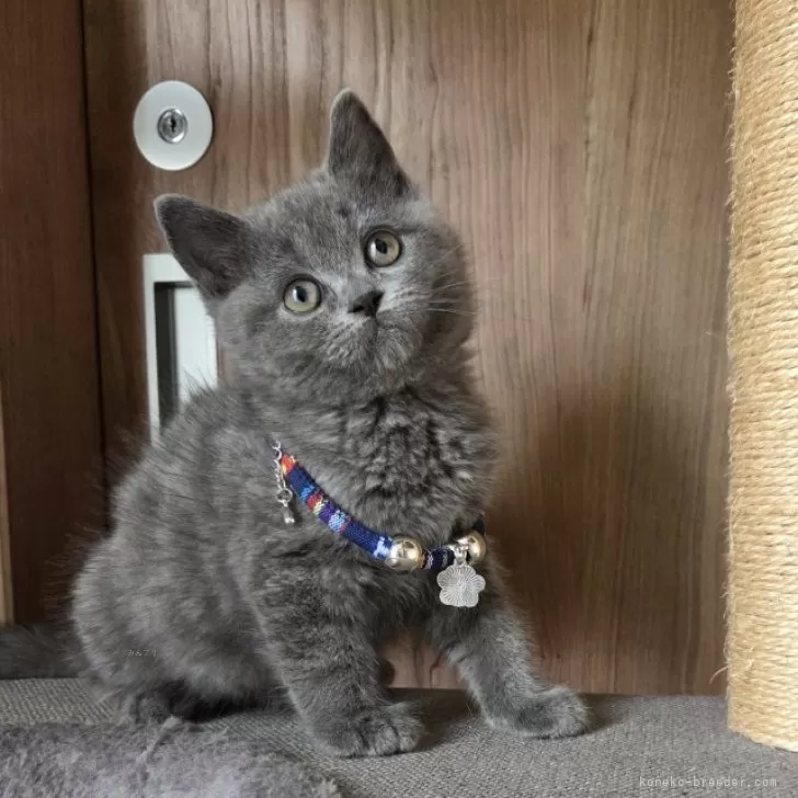 T.T 様のお迎えした子猫