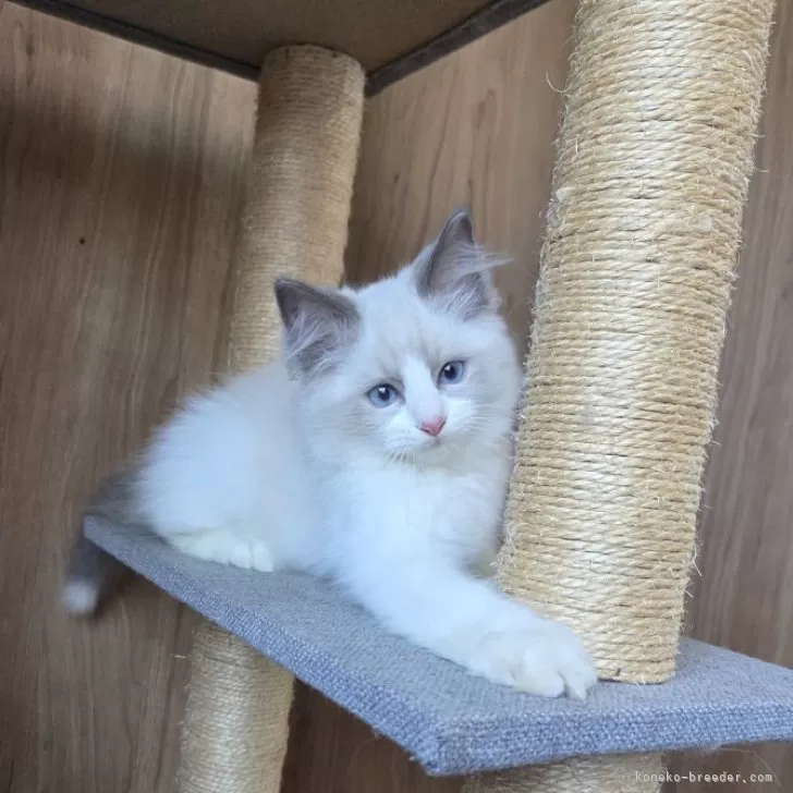 ID:2508-02096の子猫