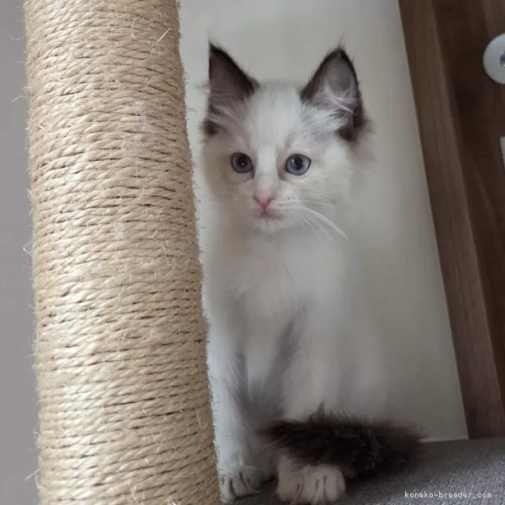 ID：2505-03798の子猫