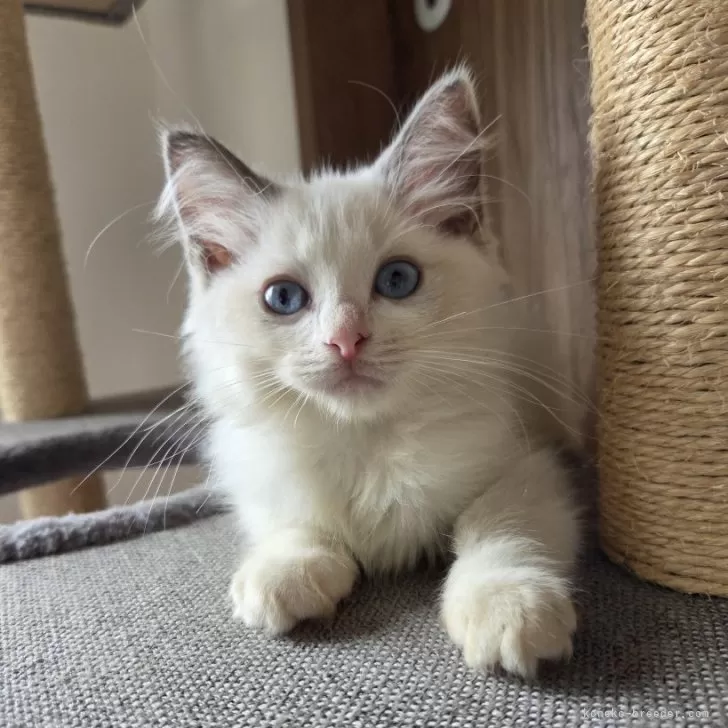 ID：2510-00693の子猫