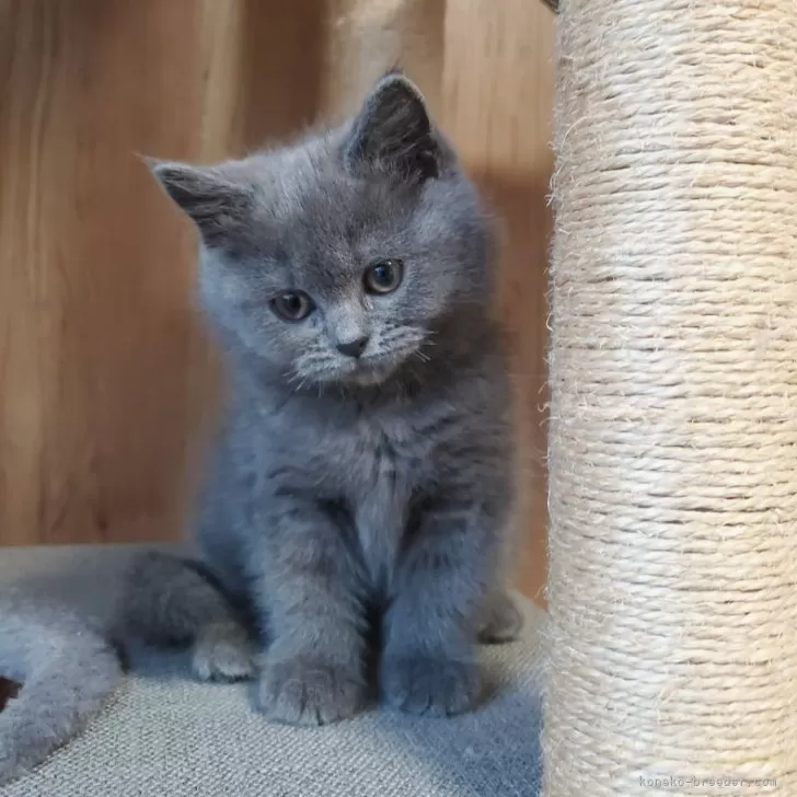 ID:2501-00193の子猫