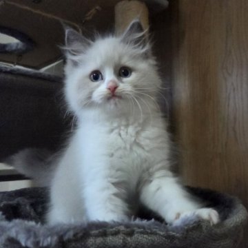 ラグドール【千葉県・女の子・2025年9月19日・ブルーポイント バイカラー】の写真「とても人懐こい女の子♥️♥️」