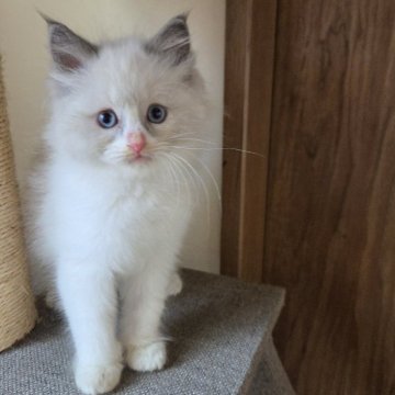ラグドール【千葉県・女の子・2025年9月19日・ブルーポイント バイカラー】の写真「とても人懐こい女の子♥️♥️」