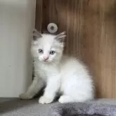 ラグドール【千葉県・男の子・2025年5月18日・シールポイント バイカラー】の写真1