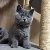 ブリティッシュショートヘア