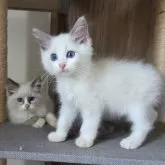 ラグドール【千葉県・男の子・2025年7月31日・ブルーポイント バイカラー】の写真2