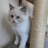 ラグドール【千葉県・女の子・2025年9月19日・ブルーポイント バイカラー】の写真5