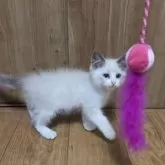 ラグドール【千葉県・男の子・2025年3月30日・シールポイント バイカラー】の写真3