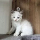 ラグドール【千葉県・男の子・2025年5月18日・シールポイント バイカラー】の写真7