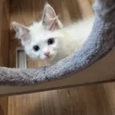 ラグドール【千葉県・男の子・2025年3月30日・シールポイント バイカラー】の写真6