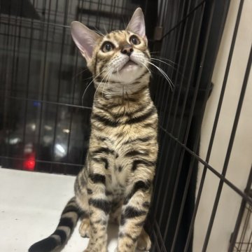 ベンガル【愛媛県・女の子・2025年6月30日・ブラウンスポテッドタビー(ロゼット)】の写真「とても美人なお顔の女の子、懐っこい子です」