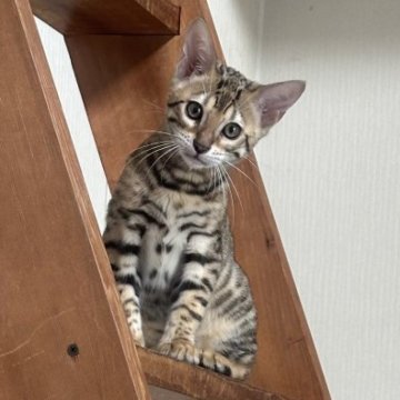 ベンガル【愛媛県・女の子・2025年6月30日・ブラウンスポテッドタビー(ロゼット)】の写真「とても美人なお顔の女の子、懐っこい子です」