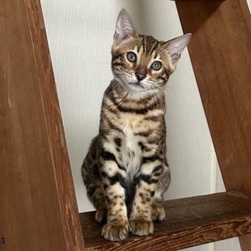 ベンガル【愛媛県・女の子・2025年6月30日・ブラウンスポテッドタビー(ロゼット)】の写真「可愛いお顔で活発な女の子です」