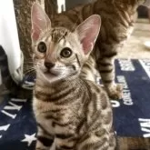 ベンガル
