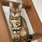 ベンガル【愛媛県・女の子・2025年6月30日・ブラウンスポテッドタビー(ロゼット)】の写真2「ゴールドアイ」