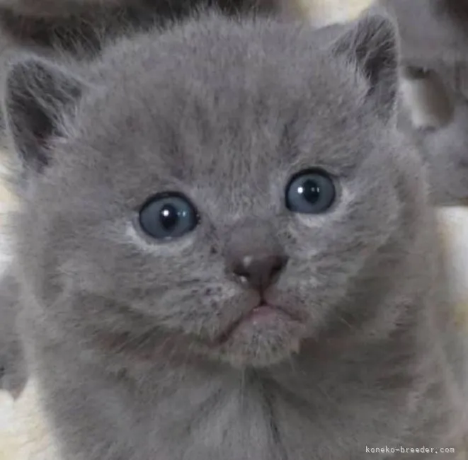 ID：2204-00025の子猫