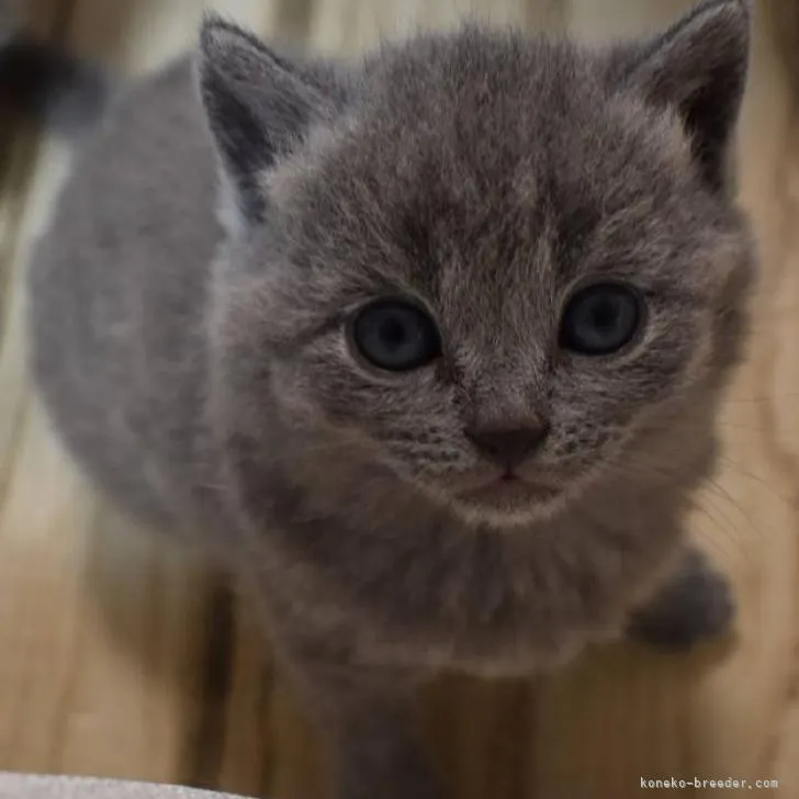 ID：2207-00378の子猫